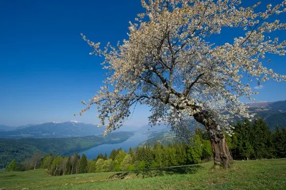 Frühling