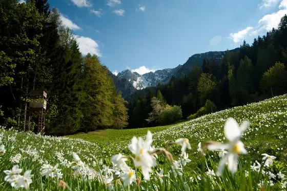 Frühling