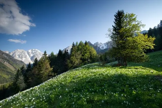 Frühling