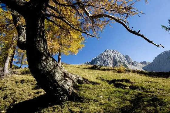 Herbst